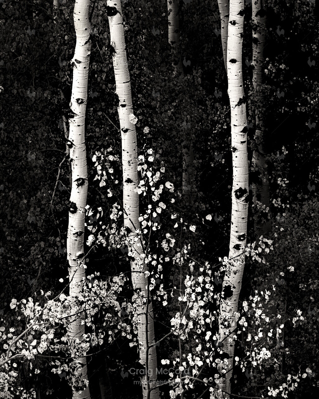 Tetons Aspens #1