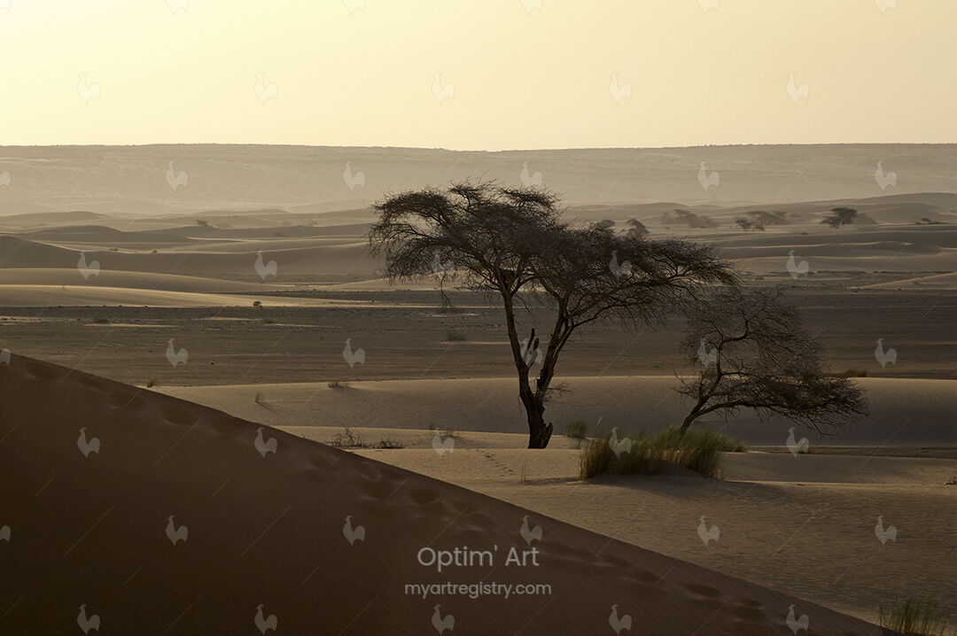 Le Lever de Dunes by Thierry MAINDRAULT