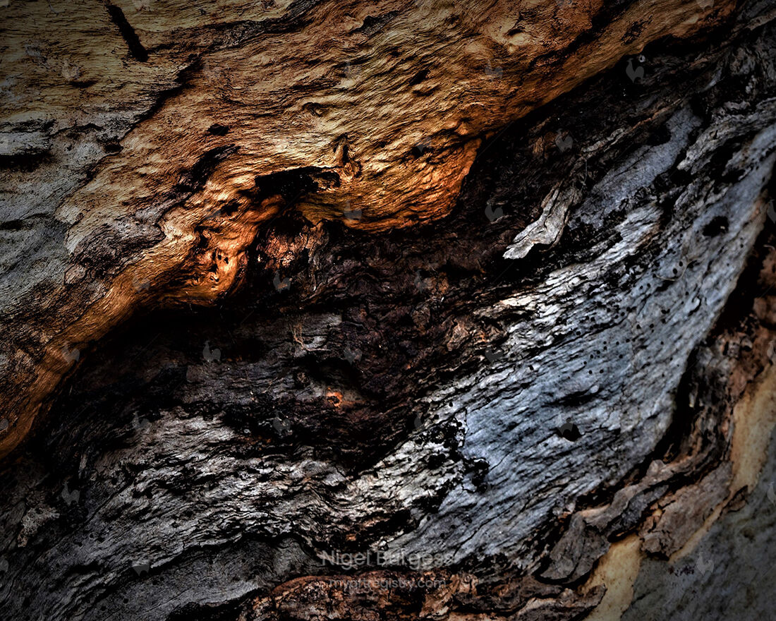 Fire & Ice - Tree Ten