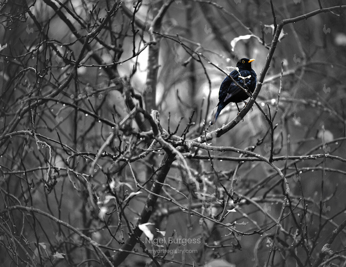 Malus - Tree Seven
