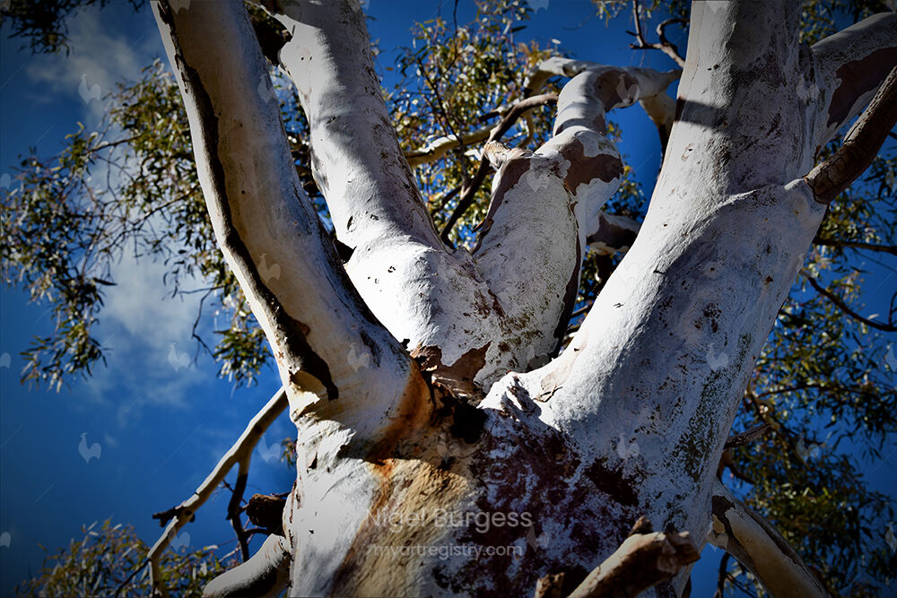 Aerial - Tree Five