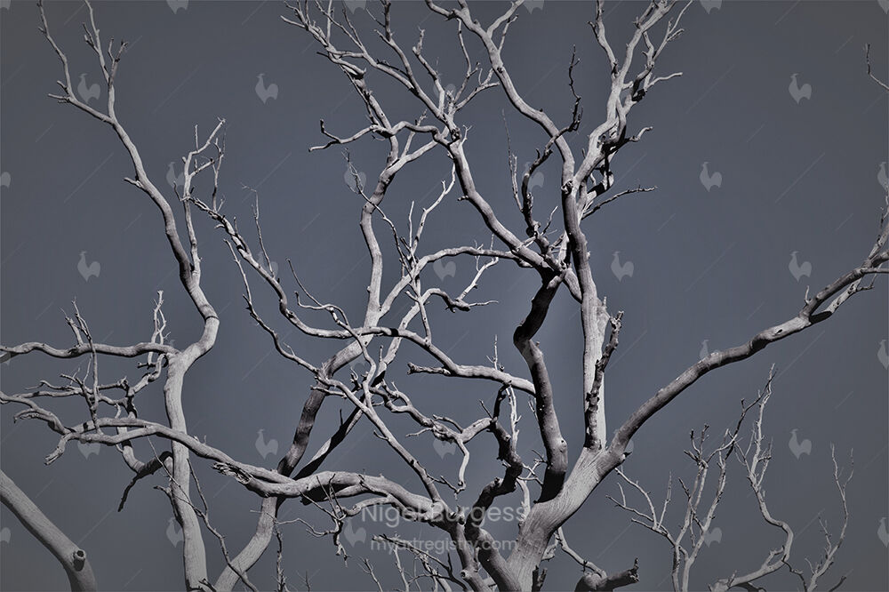 Barren - Tree Four