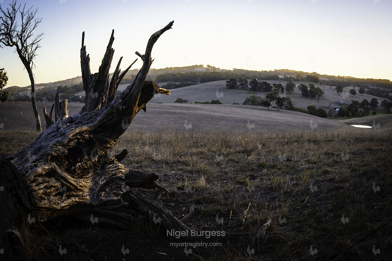 Landmark - Tree Three