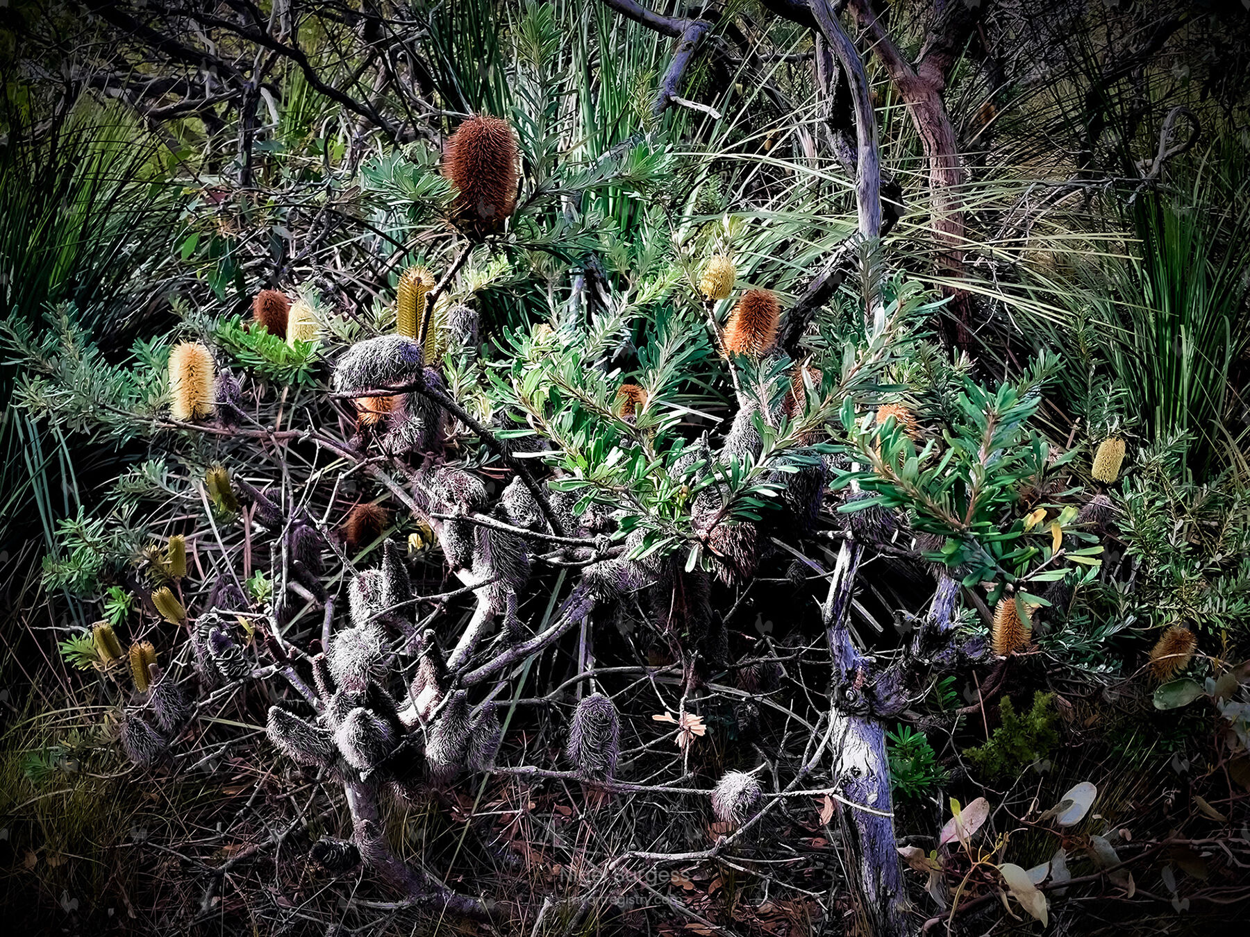 A Secret Garden: Banksias On The Hysen