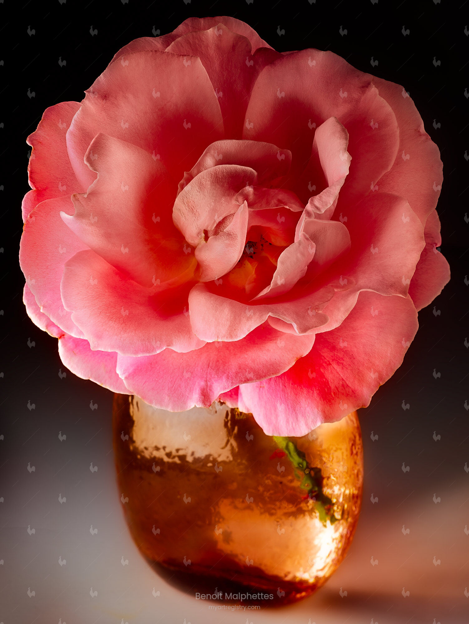 Rose de printemps