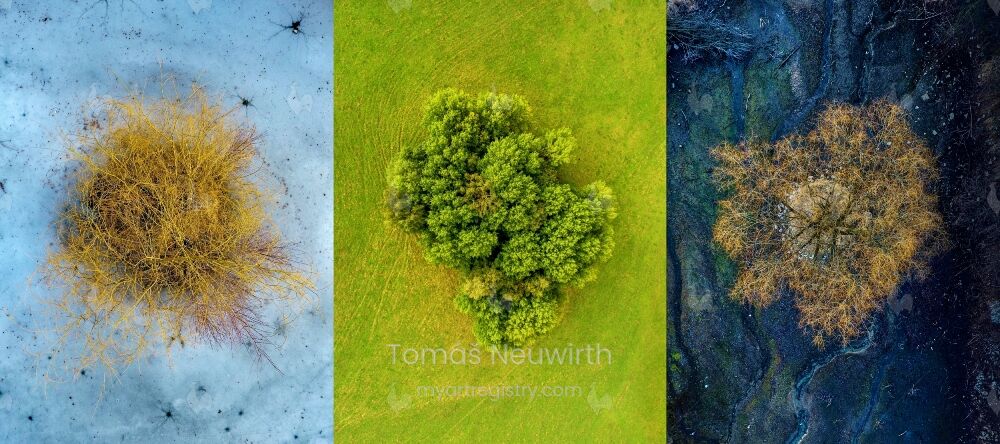The Three Trees
