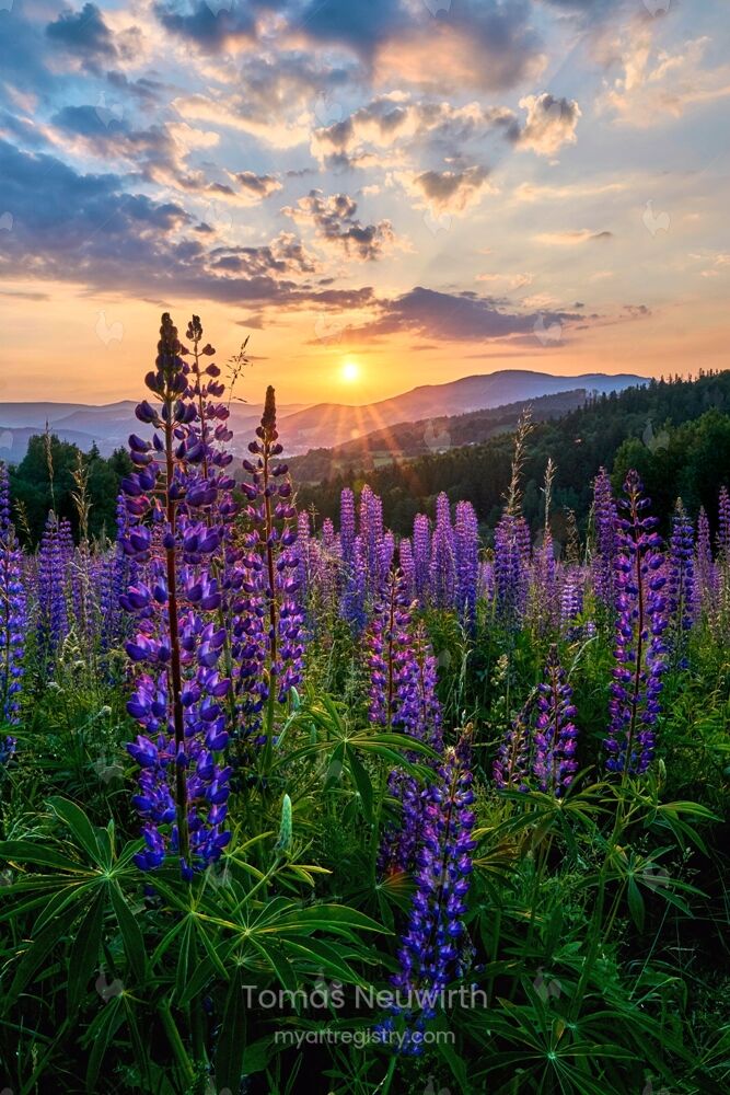 Spring Meadow