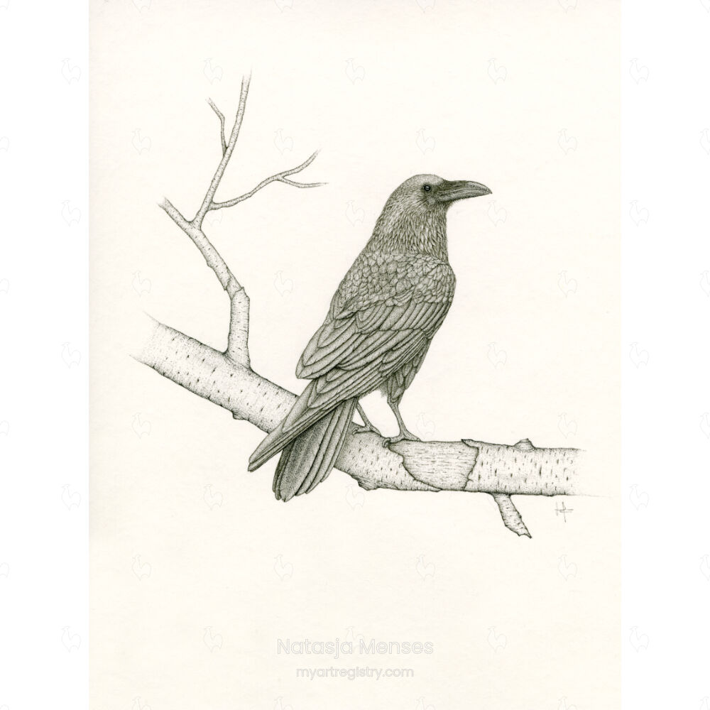 Raaf (Corvus corax)