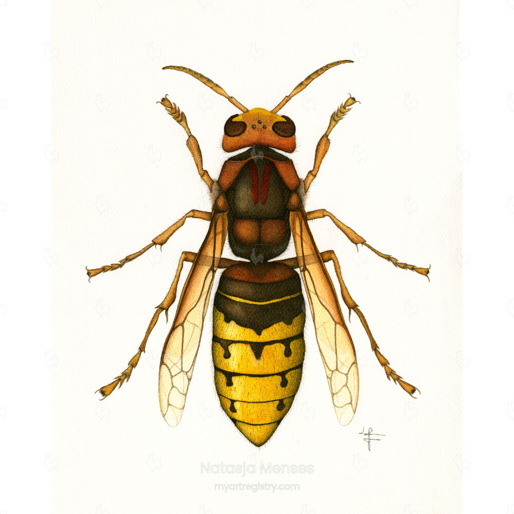 Europese hoornaar (Vespa crabro)