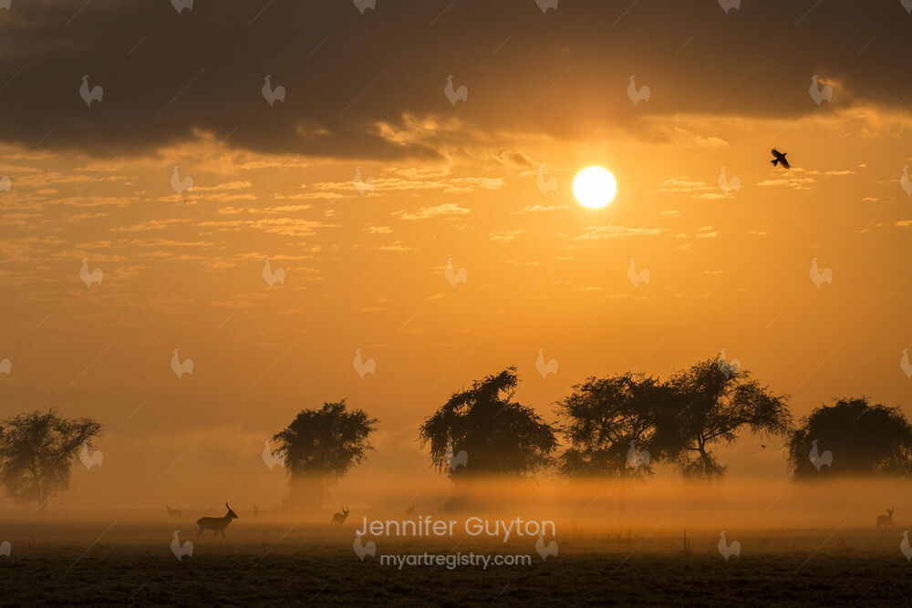 Gorongosa: New Beginning