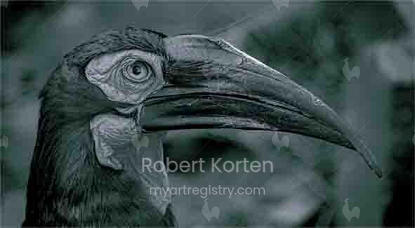 Southern Ground Hornbill