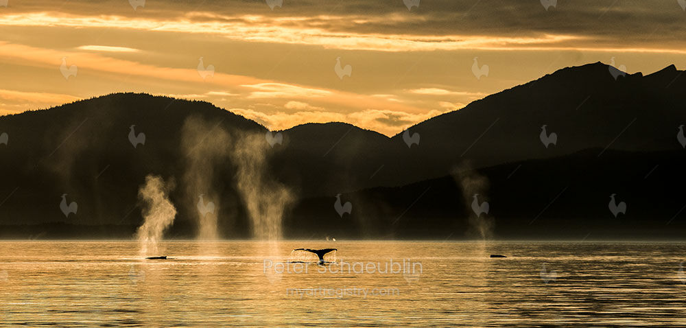Humpbacks in sunset