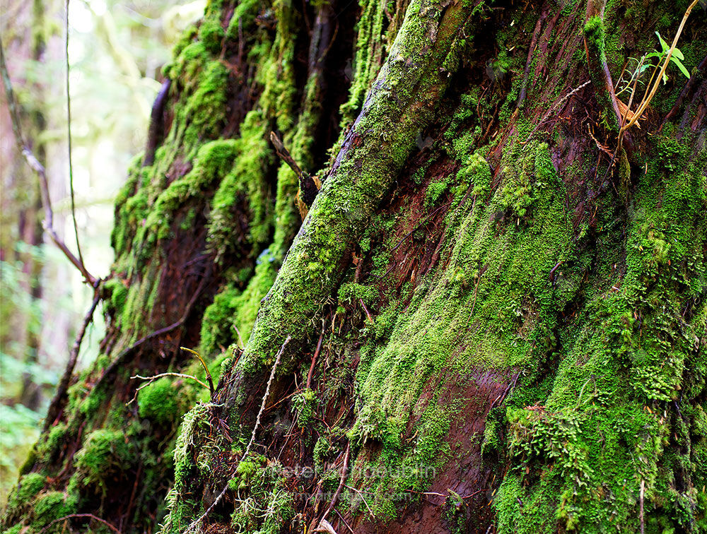 The tree