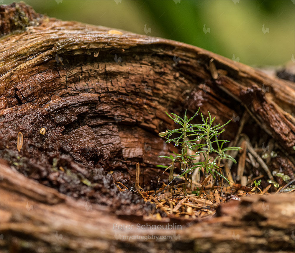 Young trees