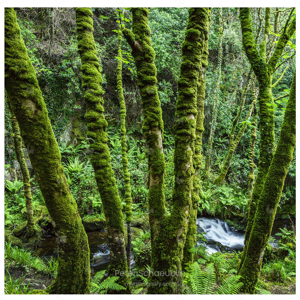 Trees in Ireland