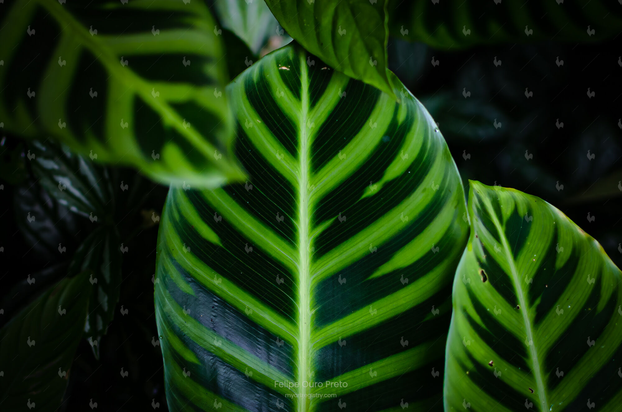 Maranta
