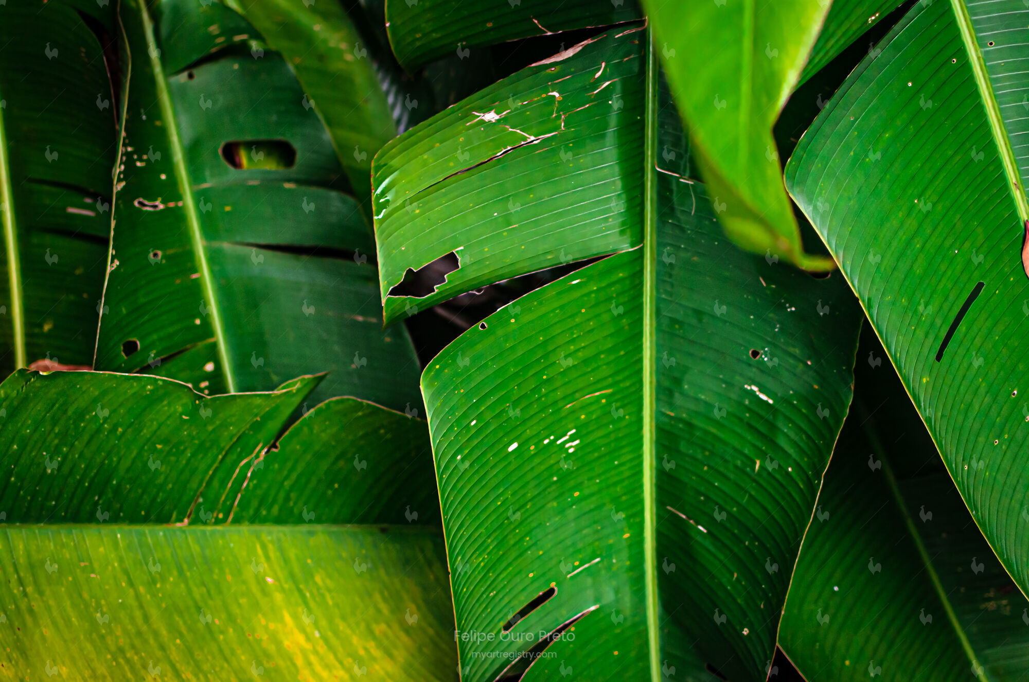 Bananeira