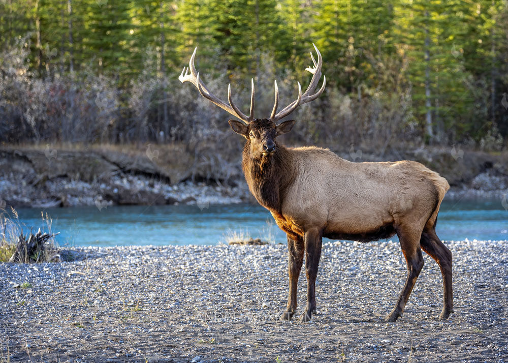 Bull Elk