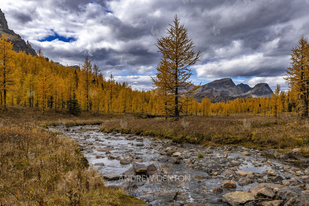 Larch Forest