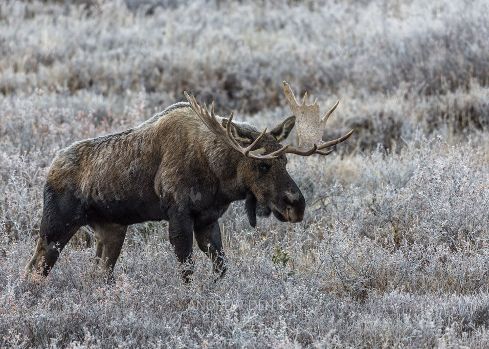 Bull Moose Close up