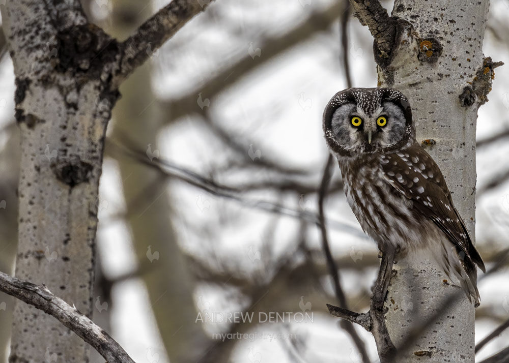 Boreal Owl