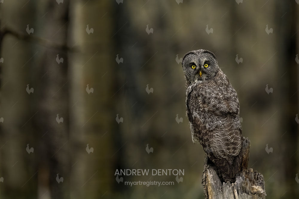 Great Gray Sitting