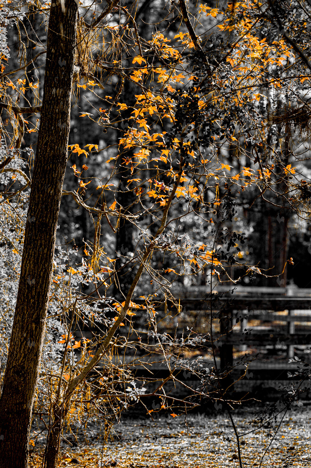 Winter Woods - Color Splash