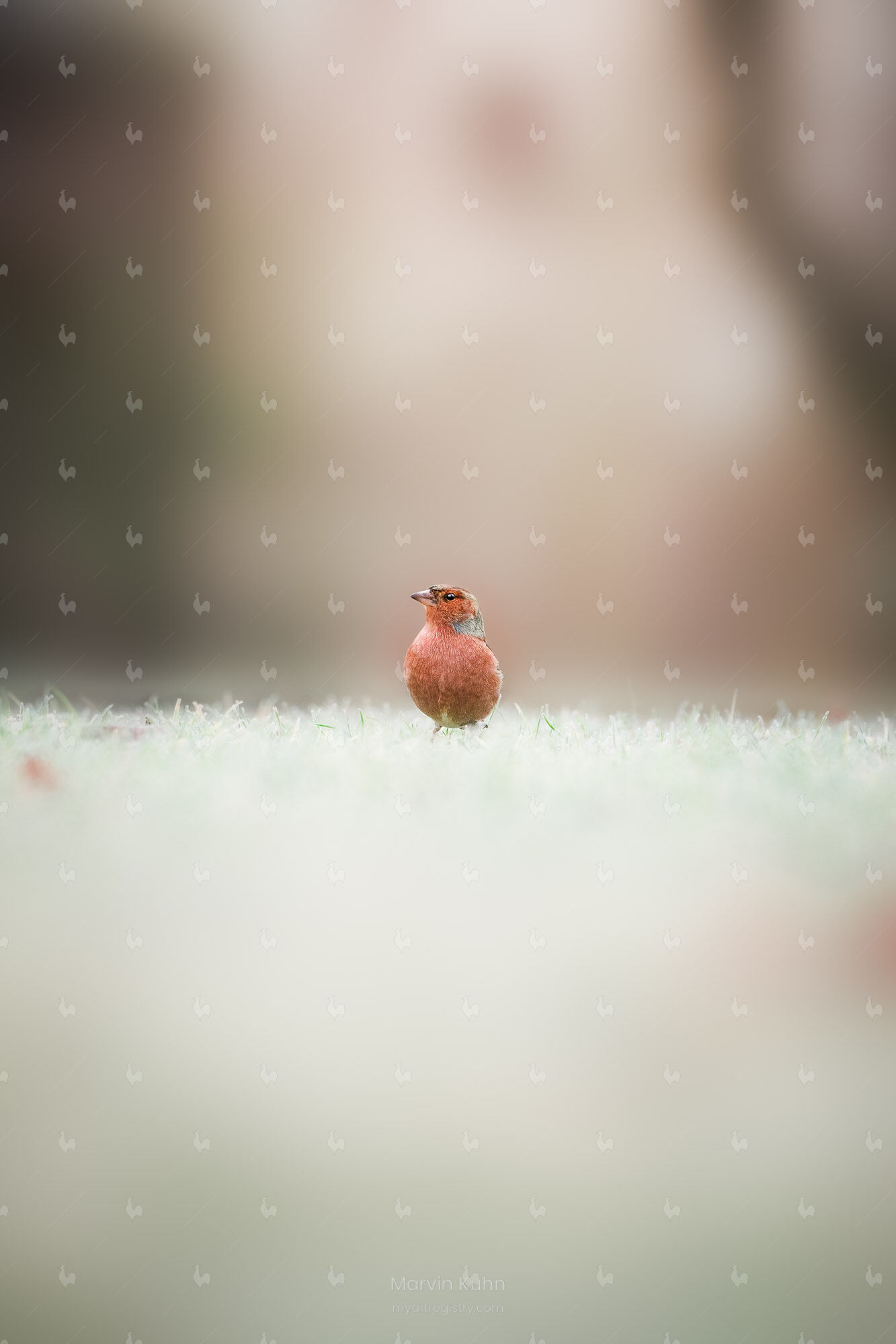 Early Bird