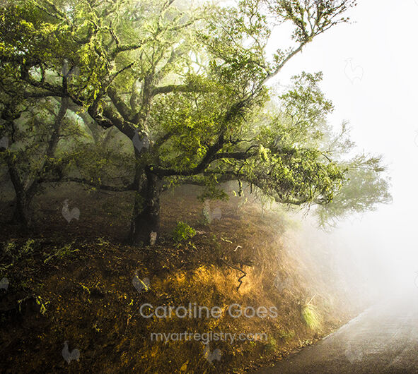 Rooted I
