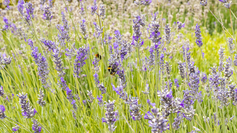 Bee Lavanda 01