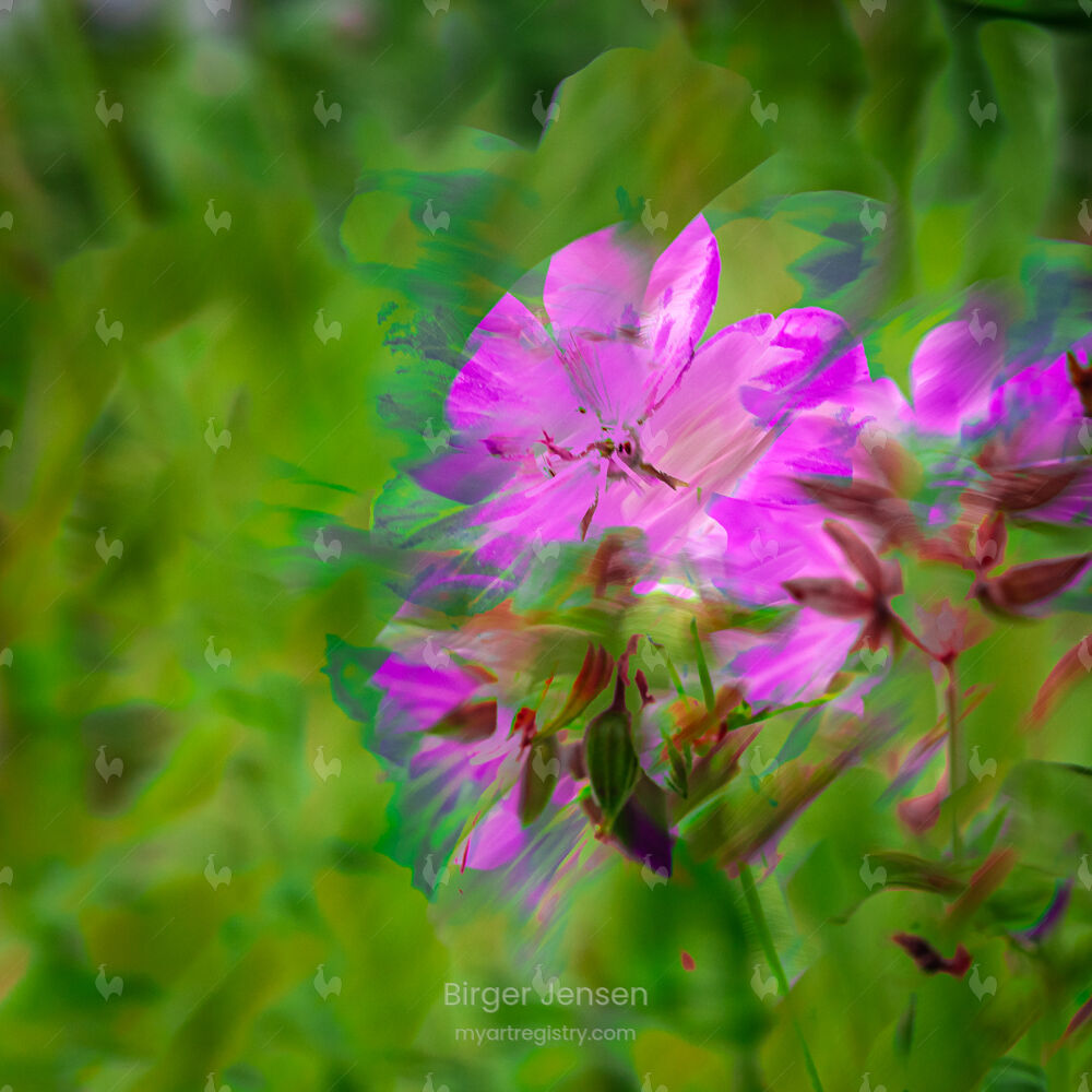 Geranium pratense III