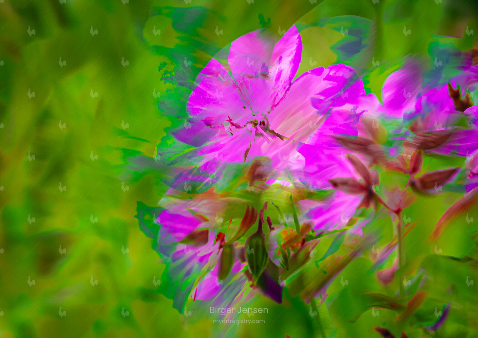 Geranium Pratense I